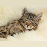 Tabby kitten sleeping on a fluffy rug