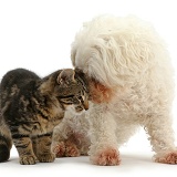 Tabby kitten face-to-face with Bichon Frise