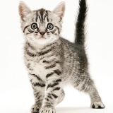 Silver tabby British Shorthair kitten standing