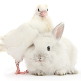 White dove and baby bunny