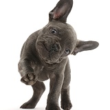 French Bulldog puppy pointing with a paw