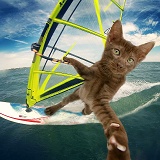Windsurfing cat selfie