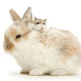 Baby bunny with Roborovski Hamster riding on back