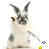 Baby bunny playing golf