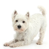 Westie in play-bow