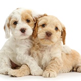 Two Cockapoo puppies