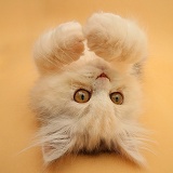 Persian kitten lying on her back on orange background