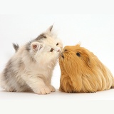 Persian kitten kissing Guinea pig