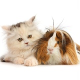 Persian kitten and Guinea pig