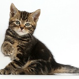 Tabby kitten, 7 weeks old, with raised paw