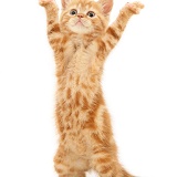 Ginger kitten dancing YMCA