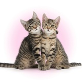 Smitten Kittens - Tabby kittens sitting together