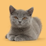 Blue British Shorthair kitten on yellow background