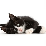 Black-and-white kitten lying on his side