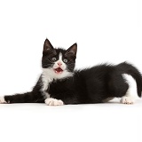 Black-and-white kitten lying spread-eagled