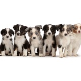 Six Mini American Shepherd puppies sitting in a row