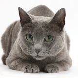 Russian Blue female cat with green eyes