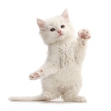 White kitten dancing