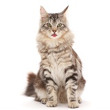 Silver tabby fluffy cat with tongue out