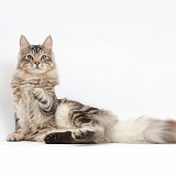 Silver tabby cat, pointing