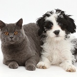 Blue British Shorthair cat & black-and-white Cavapoo pup