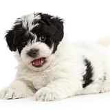 Playful black-and-white Cavapoo puppy