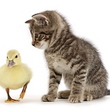 Tabby kitten looking at yellow duckling