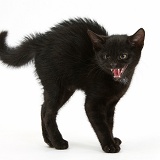 Black kitten frightened