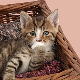Bashful tabby kitten in wool basket