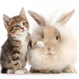 Tabby kitten with fluffy bunny