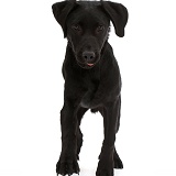 Black Labrador dog trotting