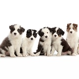 Four Border Collie puppies sitting in a row