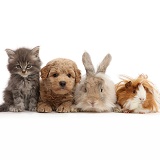 Grey kitten, Goldendoodle puppy, bunny and Guinea pig
