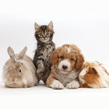 Tabby kitten, Goldendoodle puppy, bunny and Guinea pig