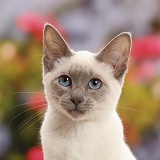 Blue-point kitten looking thoughtful