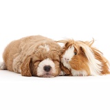 Sleepy Goldendoodle puppy and Guinea pig