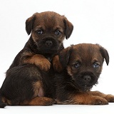 Border Terrier puppies, 5 weeks old