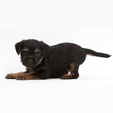 Border Terrier puppy, 5 weeks old, in play-bow