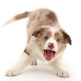 Playful Red merle Border Collie puppy barking for attention