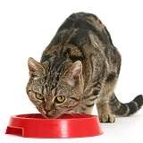 Tabby cat eating from a red plastic bowl
