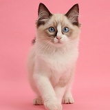 Ragdoll kitten, 10 weeks old, walking on pink background