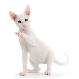 White Oriental kitten, with raised paw