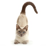 Blue-point Birman-cross cat, arching back to be stroked
