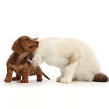 Ragdoll kitten, rubbing against Dachshund puppy
