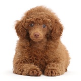 Red Poodle puppy