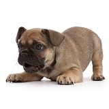 French Bulldog puppy, 6 weeks old, in play-bow