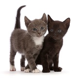 Blue-and-white and black kittens