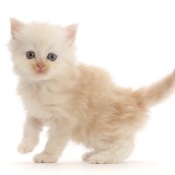 Cream Persian-cross kitten