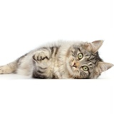 Silver tabby cat lying on her side