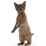 Burmese kitten, standing up